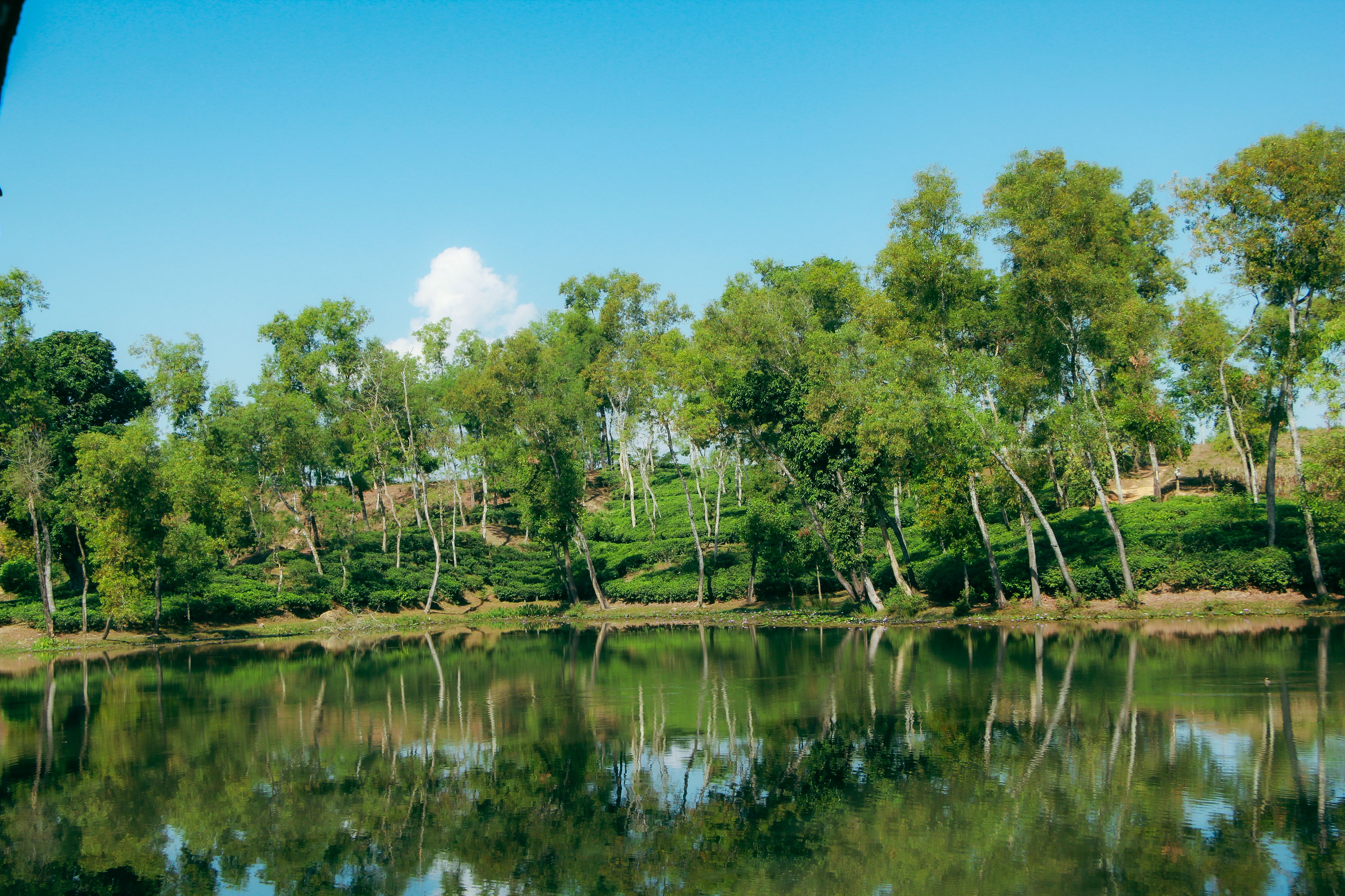 Chaa Kanya (চা কন্যা – Daughter of the Tea Gardens)